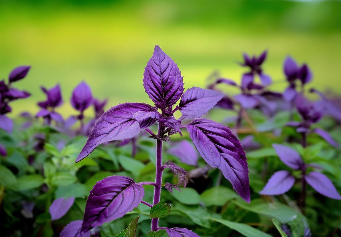 红河州生物多样性中的紫苏：药食同源的中医药智慧